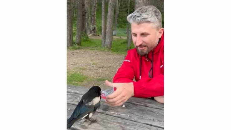 Yavru Kargayı Elleriyle Beslediler