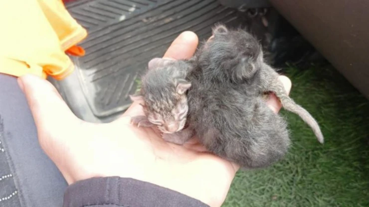 Yavru Kedileri İtfaiye Ekipleri Kurtardı