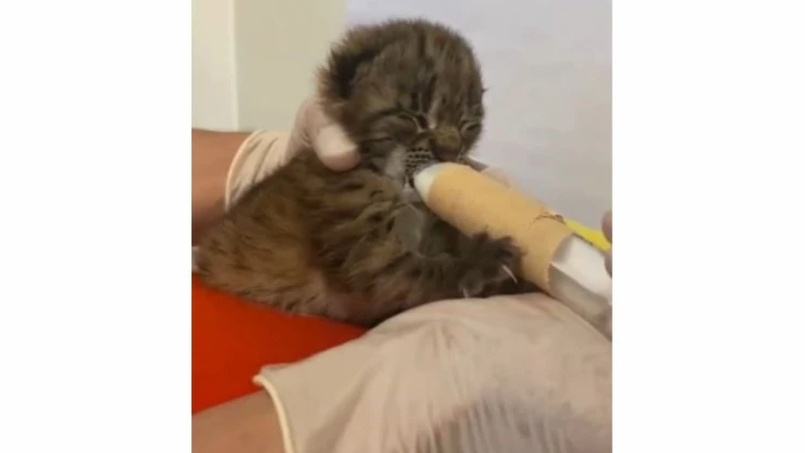 Yavru Vaşak, Korumaya Alındı