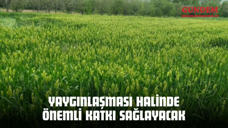 Yaygınlaşması Halinde Önemli Katkı Sağlayacak