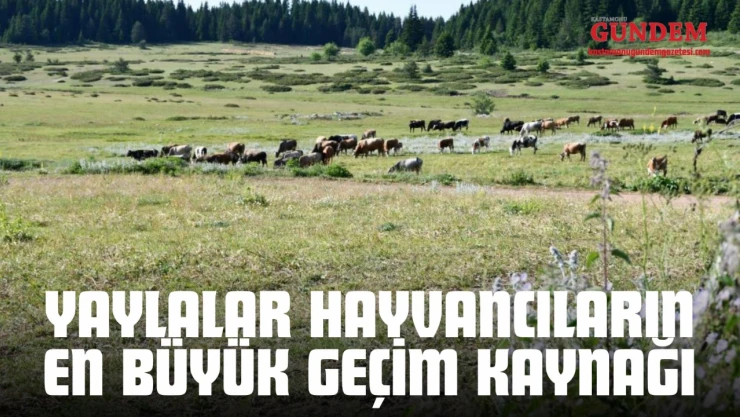 Yaylalar Hayvancıların En Büyük Geçim Kaynağı