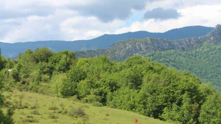 Yaylaların Özgür Ruhları Görüntülendi