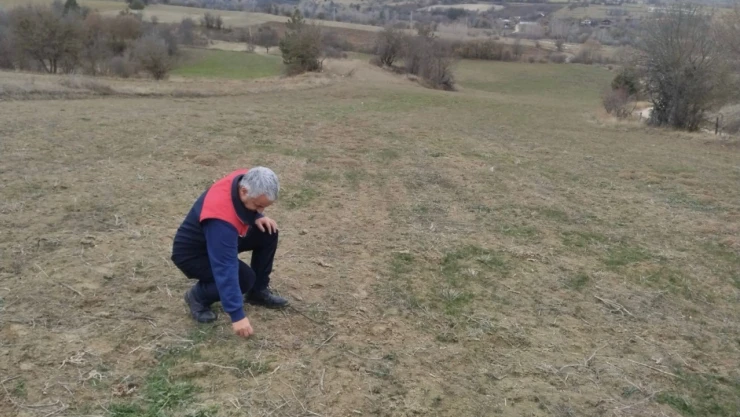 Yem Bitkileri Arazi Kontrolleri Devam Ediyor
