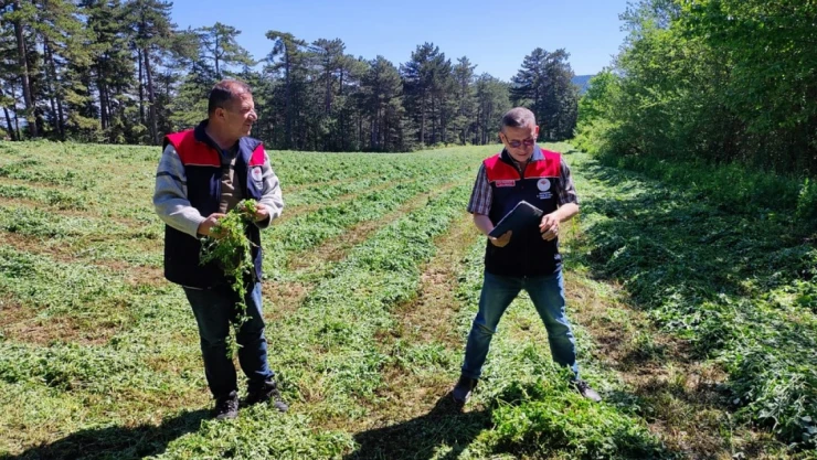 Yem Bitkileri İçin Kontroller Başladı