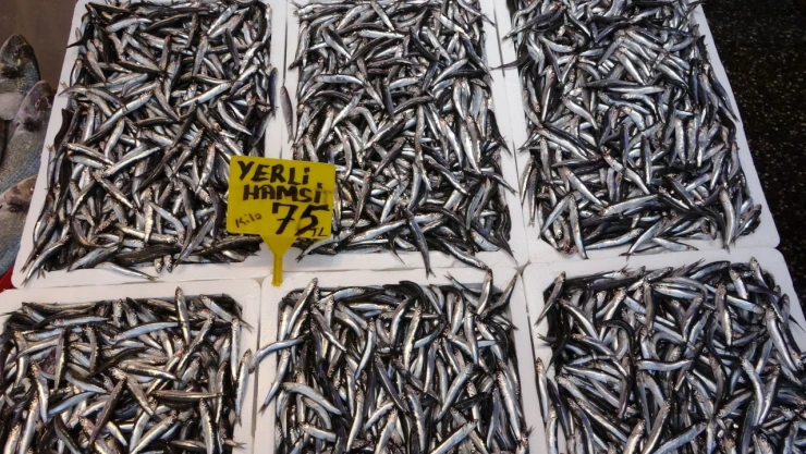 Yeni sezonda hamsi ihracatından 2 milyon dolara yakın döviz girdisi