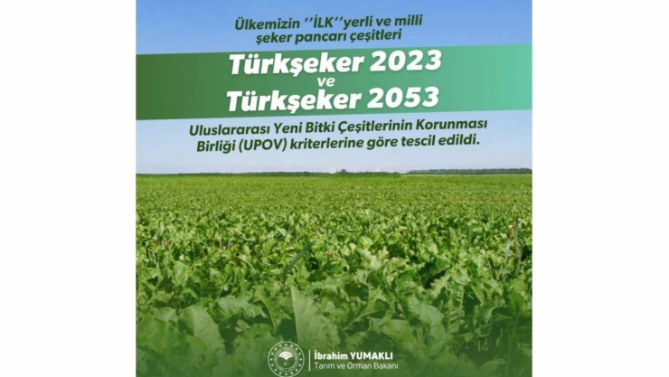 Yerli Şeker Pancarı Tohumu Tescil Aldı