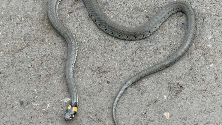 Yılan Görüntülendi