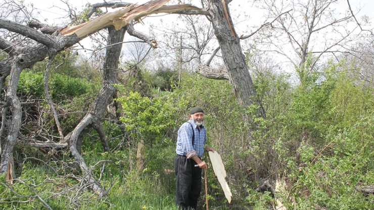 Yıldırım ceviz ağacını parçaladı