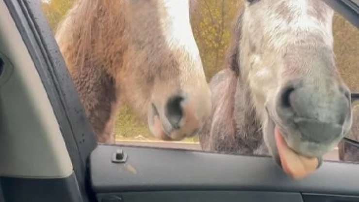 Yılkı Atlarını Kekle Besledi