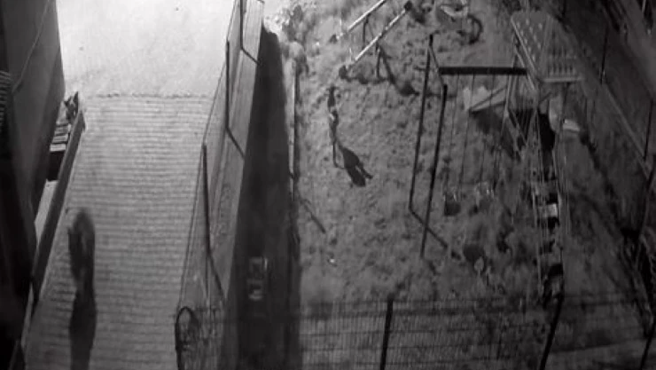 Ayıyı Köpekler Kovaladı