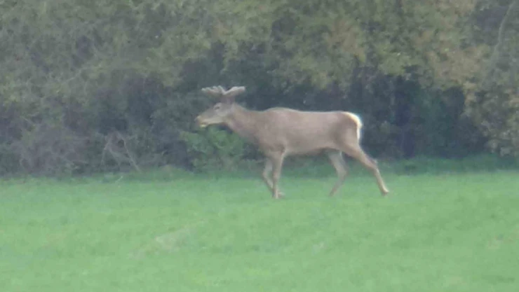 Yiyecek Arayan Geyikler Görüntülendi