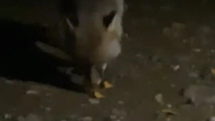 Yiyecek Arayan Tilkiyi Cipsle Besledi