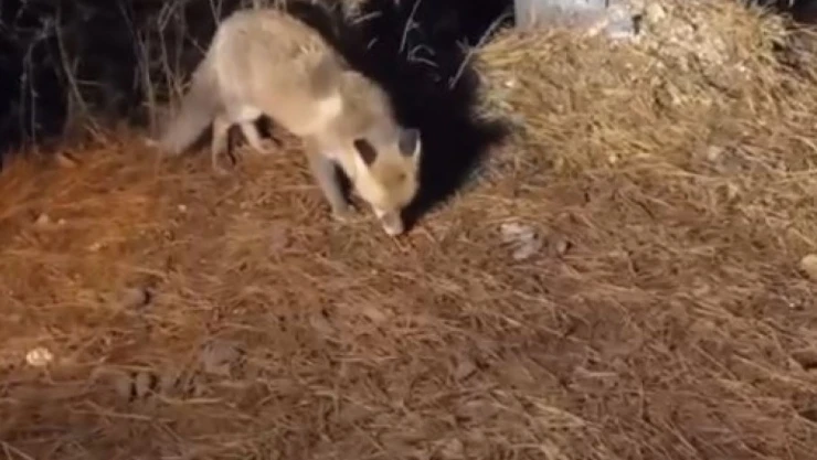 Yiyecek Arayan Tilkiyi Köpek Mamasıyla Besledi