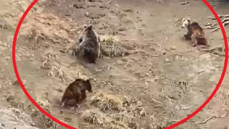 Yol kenarına inen ayıları gördüler, telefonlara sarıldılar