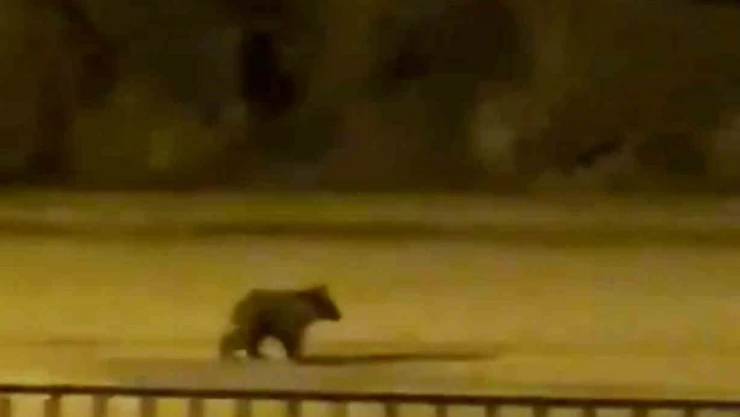 Yolunu Şaşıran Yavru Ayı İlçe Merkezine İndi