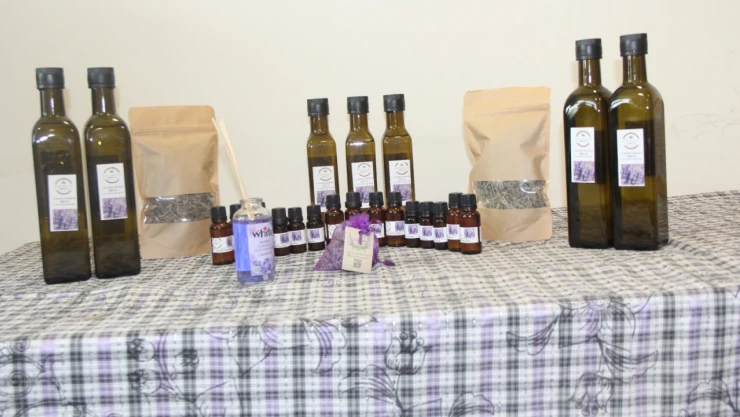 Yörede Yetişen Lavanta Yüksek Kalitede