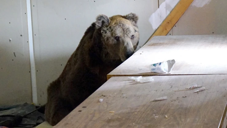 Yorgun ayı, boş depoya sığındı