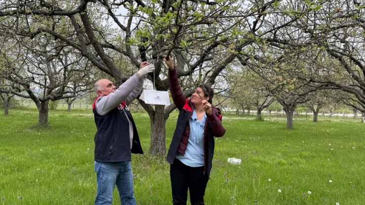 Zararı Azaltmak İçin Bahçelere Tuzaklar Yerleştirildi!
