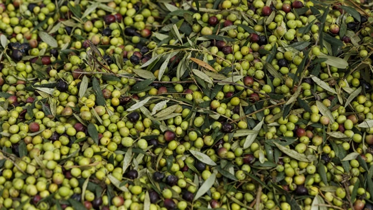 Zeytin Üretimi Rekor Kırdı