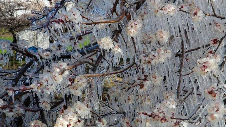 Zirai Don Felaketi Sonrası Destek Süreci Başladı: Çiftçilere Başvuru Uyarısı!