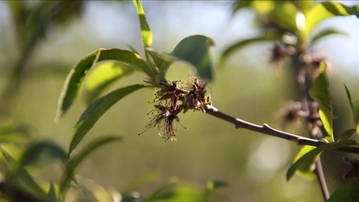 Zirai Don Olayı Araştırılacak