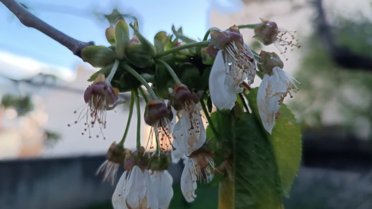 Zirai Don, Tosya'yı Es Geçmedi