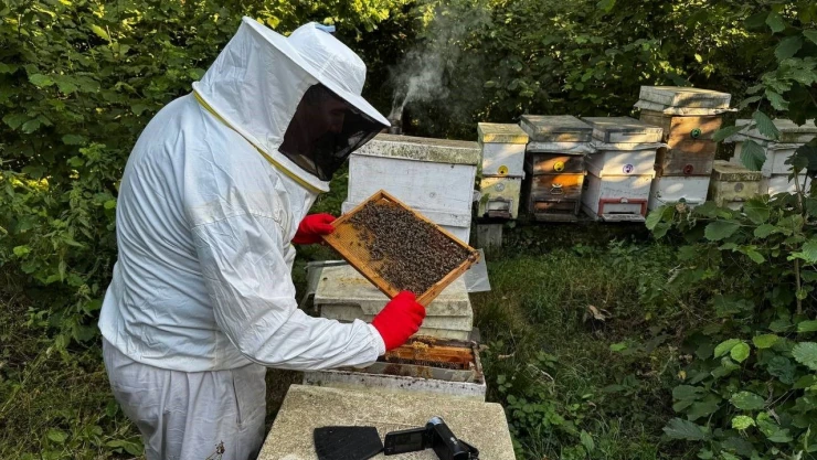 Arıcılıkta Son 15 Yılın En Verimli Dönemi