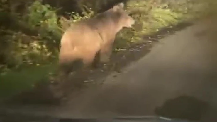 Zonguldak'ta Bozayı Kameraya Yansıdı