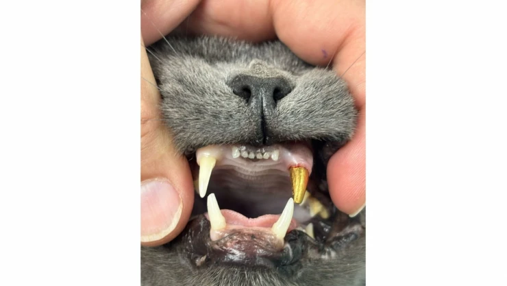 Zonguldak'ta Kediye Altın Diş Yapıldı