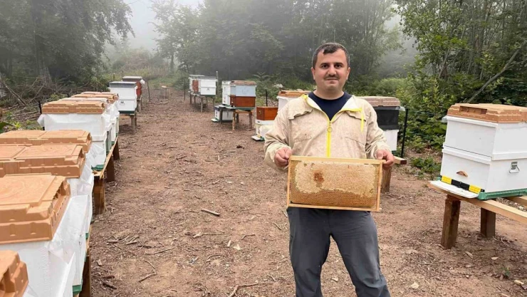 Zonguldak'ta Ormangülü Balında Önemli Üretim