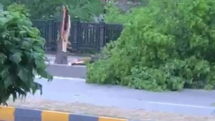 Zonguldak'ta Şiddetli Rüzgar Ağaçları Devirdi