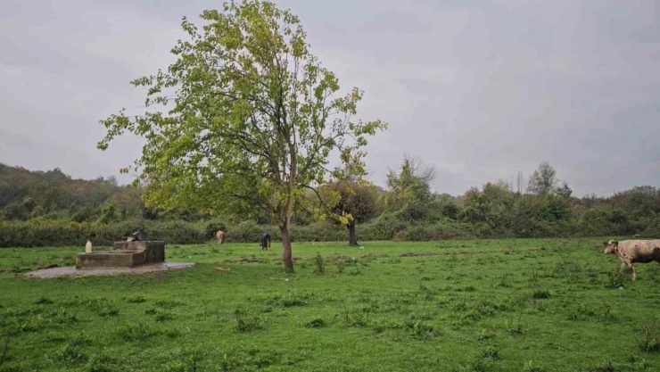 Zonguldak'ta Kadın Cesedi Bulundu