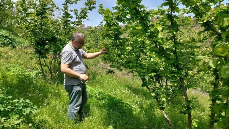 Zirai Don Ve Hastalık Kontrolleri Sürüyor