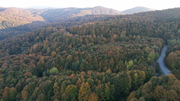 Ormanlara Girişler Yasaklandı