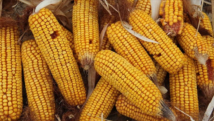 500 Bin Tonluk Tarife Kontenjanı Açıldı