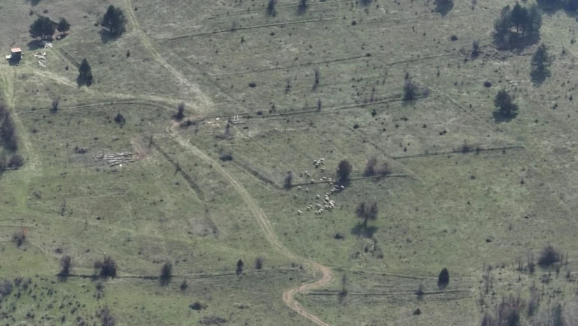Bolu'da Kayıp Hayvanlar Dronla Bulundu