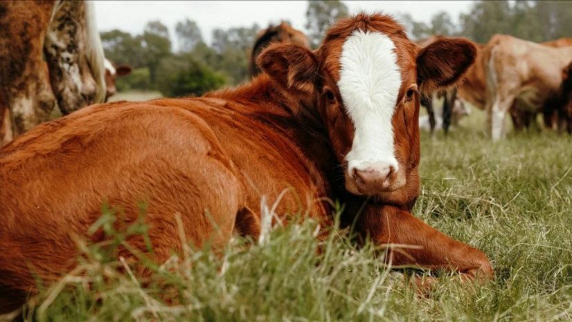 Damızlık Hayvanlara İlişkin Usul Ve Esaslar Düzenlendi