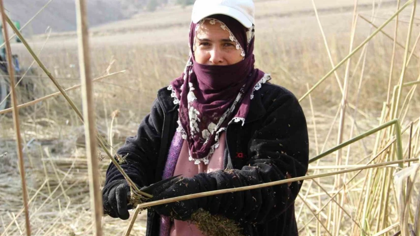 Deneme Amaçlı Ekilen Kenevirde İlk Hasat Yapıldı