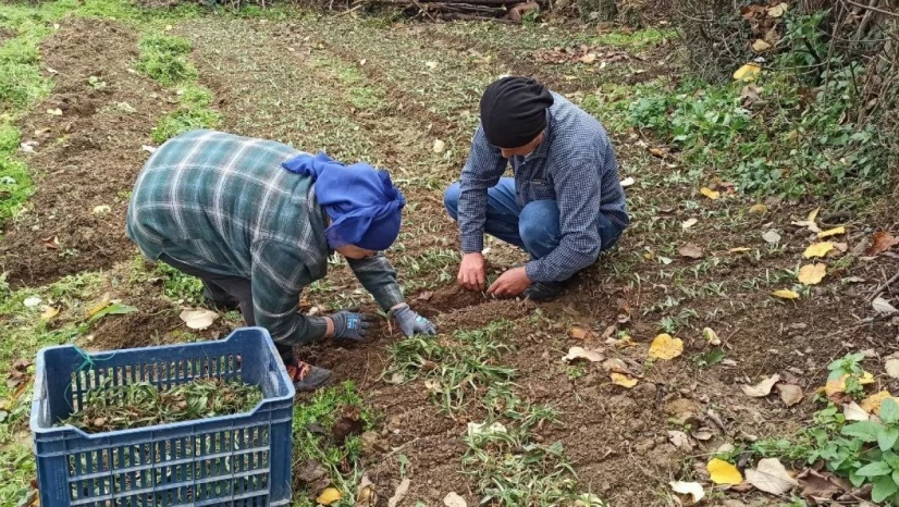 Devrek'te Salep Fidelerinin Dikimine Başlandı