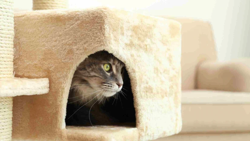 Evcil Hayvanınız Evde Üşüyor Olabilir!