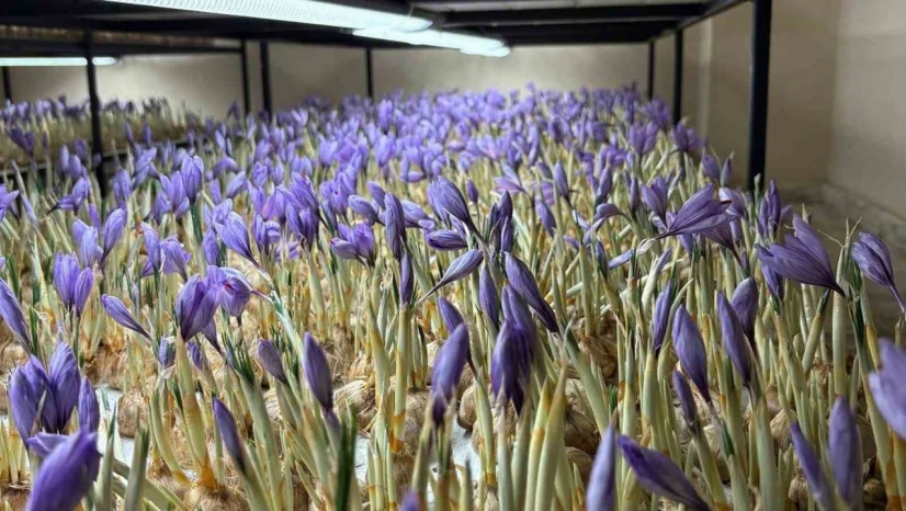 Genç Yaşta Mesleğini Bıraktı, Safran Üretmeye Başladı