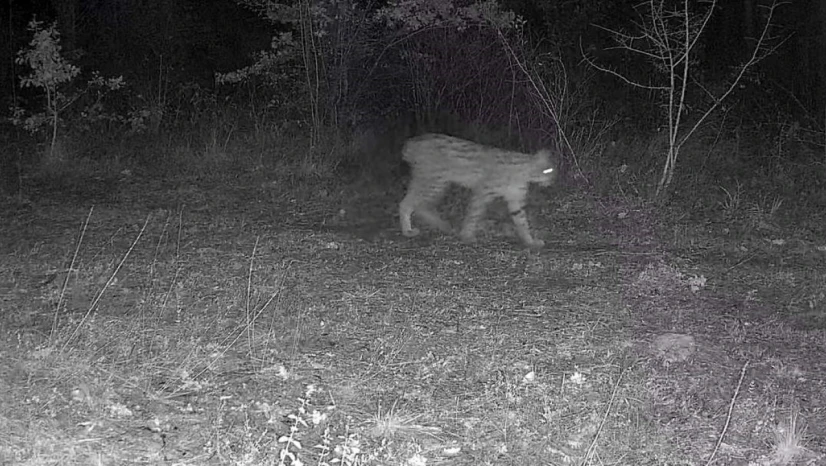 Karabük'te Vaşak Ve Yavrusu İle Kurt, Fotokapana Yansıdı