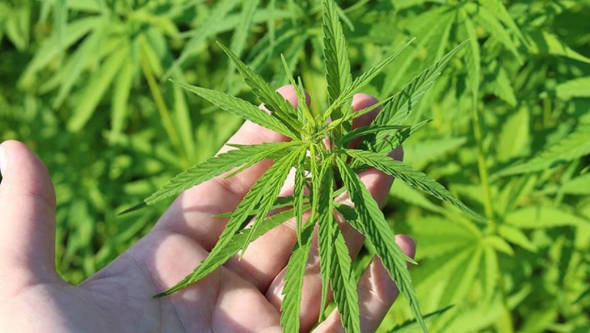 Kenevir Üretimi Yapabileceğiz