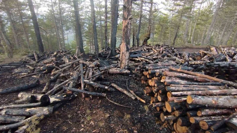 Kesim Sahasında Yangın Paniği