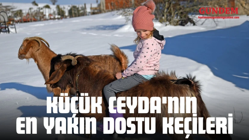 Küçük Ceyda'nın En Yakın Dostu Keçileri