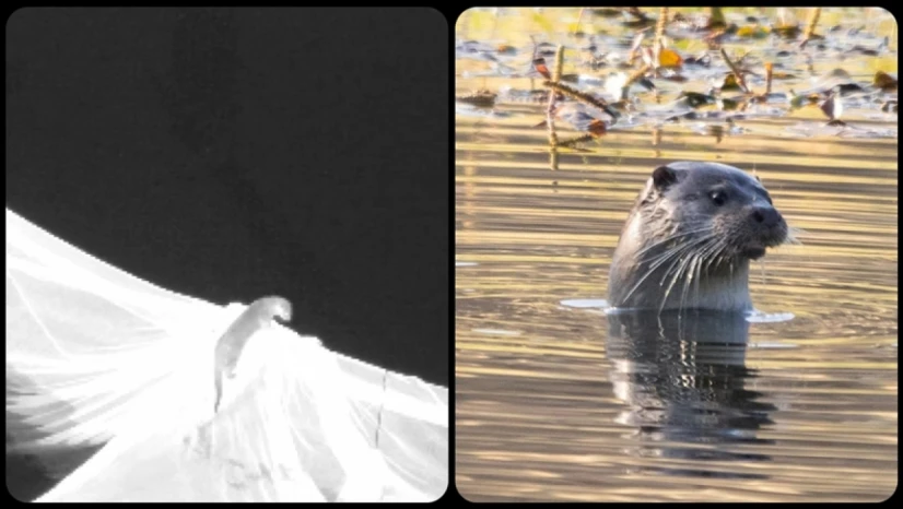 Nesli Tehlike Altındaki Su Samuru Görüntülendi