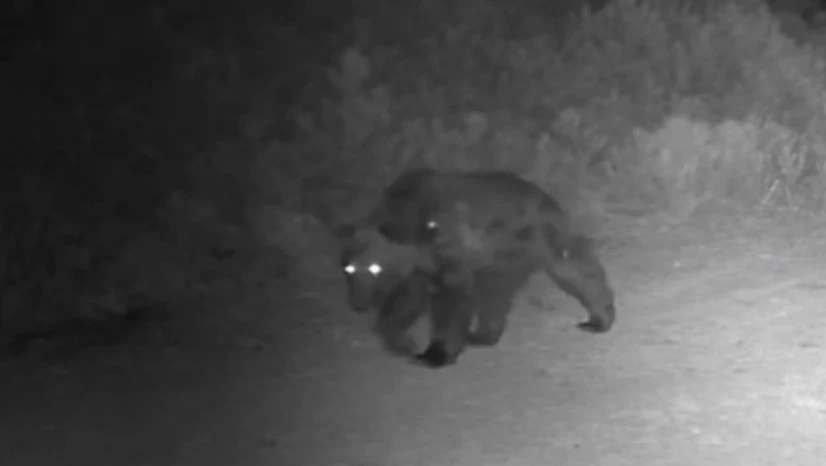 Ormanda Yiyecek Arayan Ayı Fotokapanda