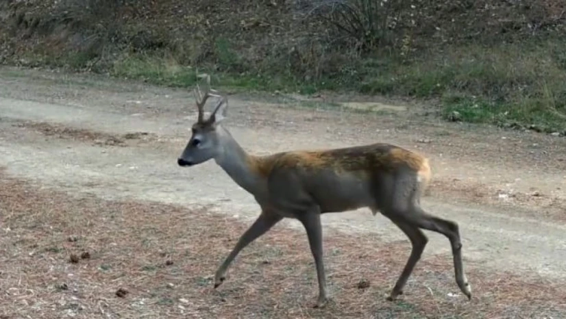 Karacalar Görüntülendi