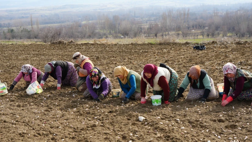 Sarımsakta 30 Bin Ton Rekolte Bekleniyor