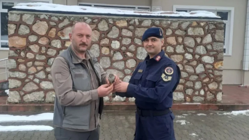 Sinop'ta Jandarma Ekipleri Yaralı Kuşa Umut Oldu